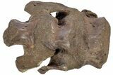 Hadrosaur (Brachylophosaurus?) Sacrum w/ Metal Stand - Montana #227751-7